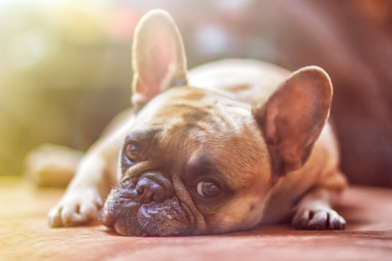 dog-1224267_1280