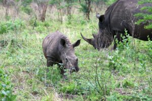 rhino-263339_1280